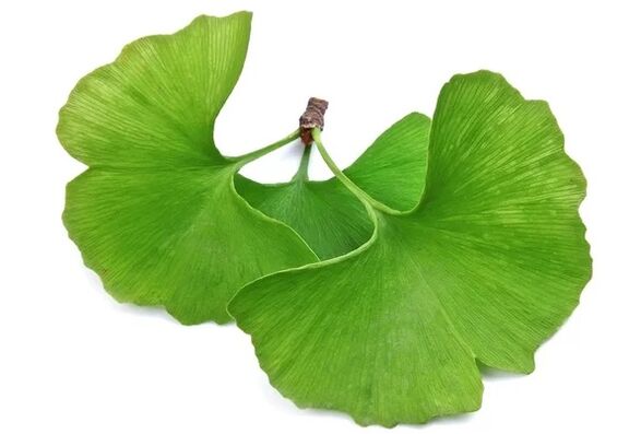 OstyHealth contiene ginkgo biloba